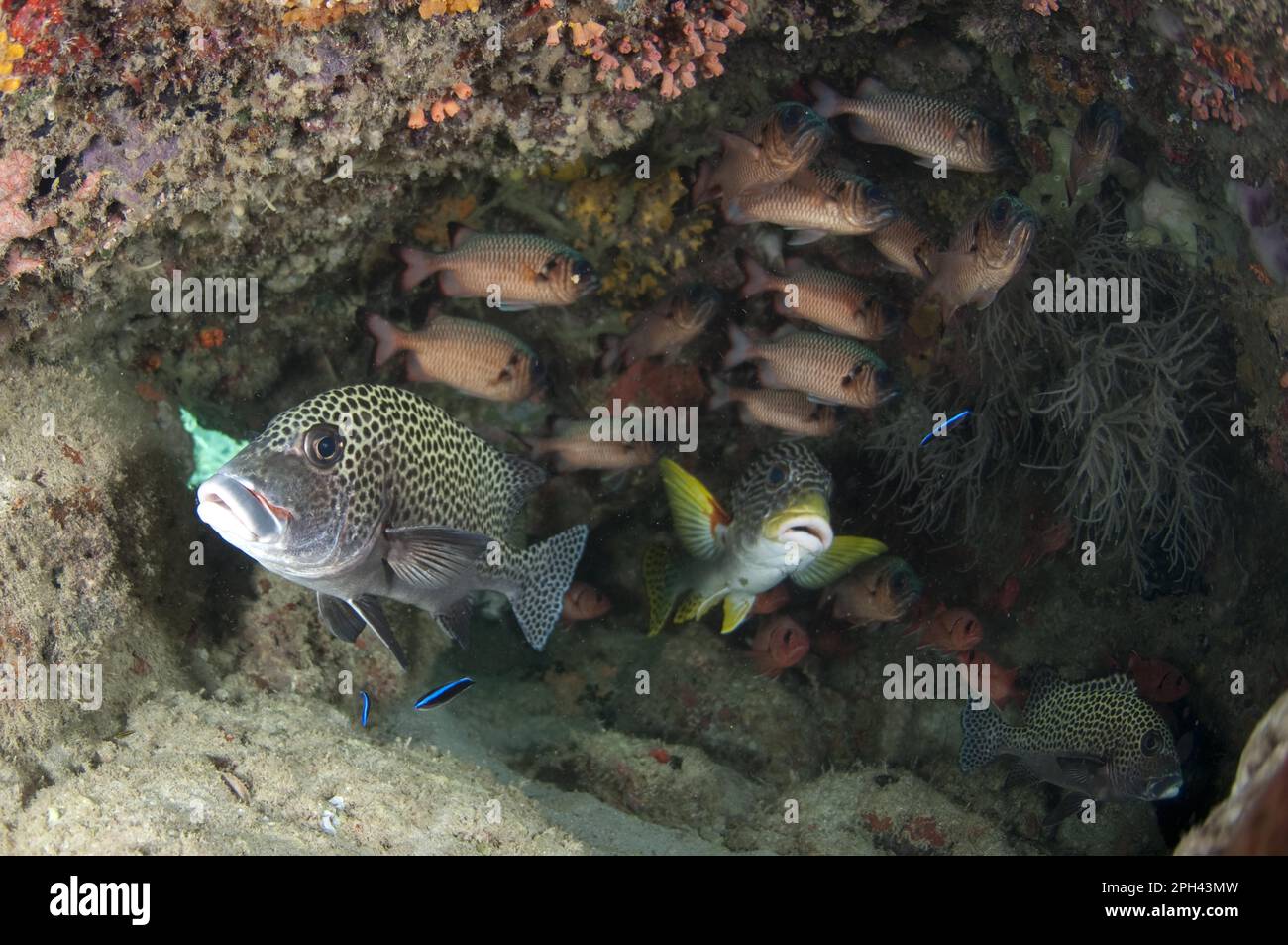 Multiple spotted diagonal-banded sweetlip (Plectorhinchus harlequin sweetlip (Plectorhinchus chaetodonoides), diagonal banded sweetlips and shadowfin Stock Photo