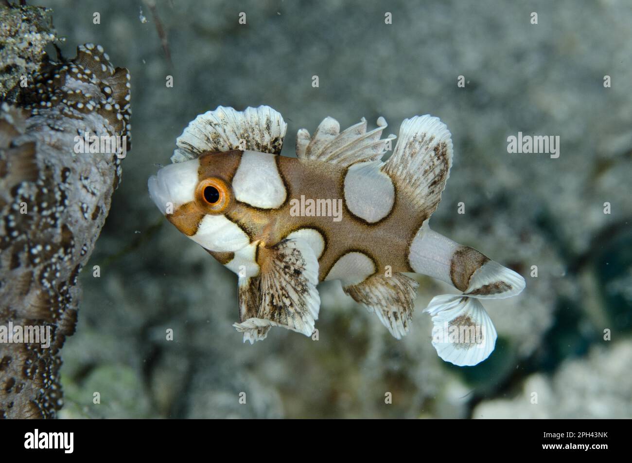 Many-spotted Sweetlips (Plectorhinchus chaetodonoides) juvenile, swimming, Reta Island, Alor Archipelago, Lesser Sunda Islands, Indonesia Stock Photo