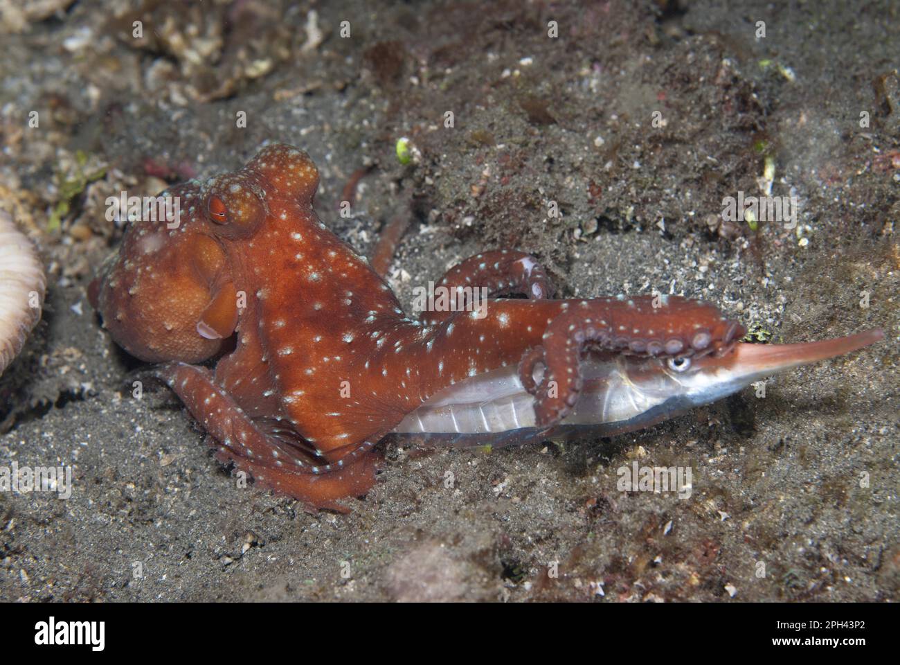 Adult starry night octopus (Callistoctopus luteus), with rigid jointed razorfish (Centriscus scutatus) as prey, Lembeh Strait, Sulawesi, Sunda Stock Photo