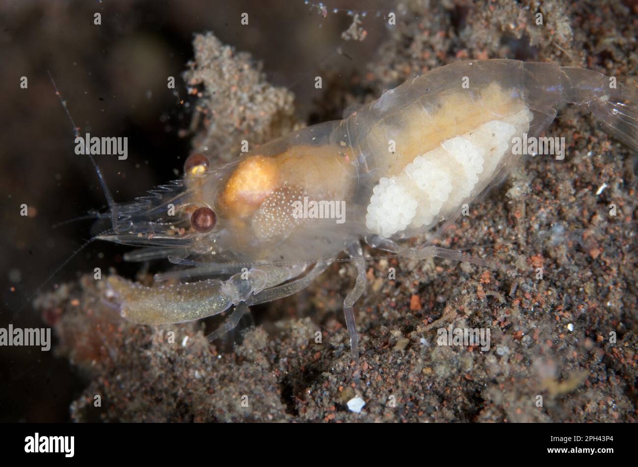 Deman's Snapping Shrimp (Synalpheus demani) adult female, with eggs, on sand at reef, Seraya, Bali, Lesser Sunda Islands, Indonesia Stock Photo