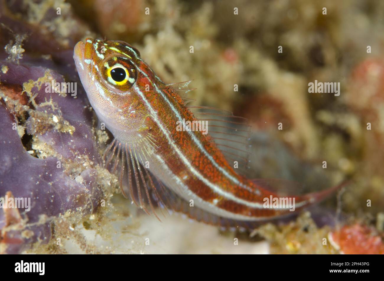 Striped Triplefin (Helcogramma striatum) adult, resting, Horseshoe Bay, Nusa Kode, Rinca Island, Komodo N. P. Lesser Sunda Islands, Indonesia Stock Photo