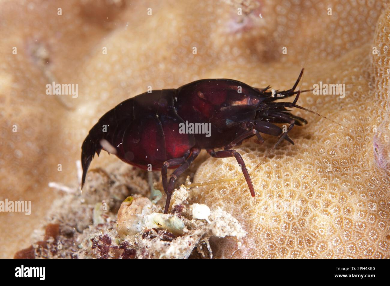 Deman's Snapping Shrimp, Deman's Snapping Shrimp, Other animals, Crustaceans, Animals, Deman's Snapping Shrimp (Synalpheus demani) adult, on reef at Stock Photo