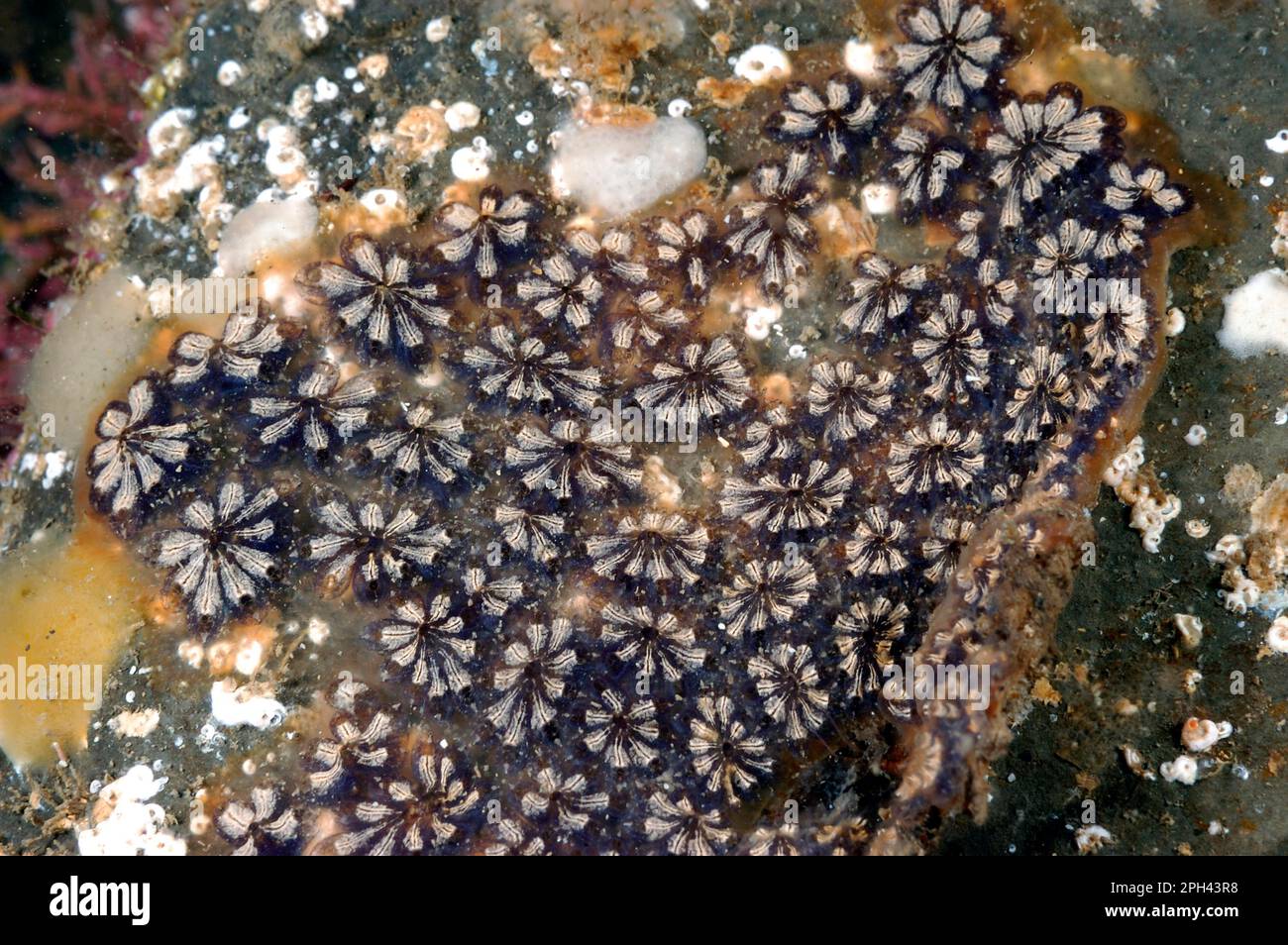 Star sea squirt (Botryllus schlosseri), Star sea squirt, Star sea squirt, Other animals, Animals, Tunicates, Golden Star Sea-squirt colony on rock Stock Photo