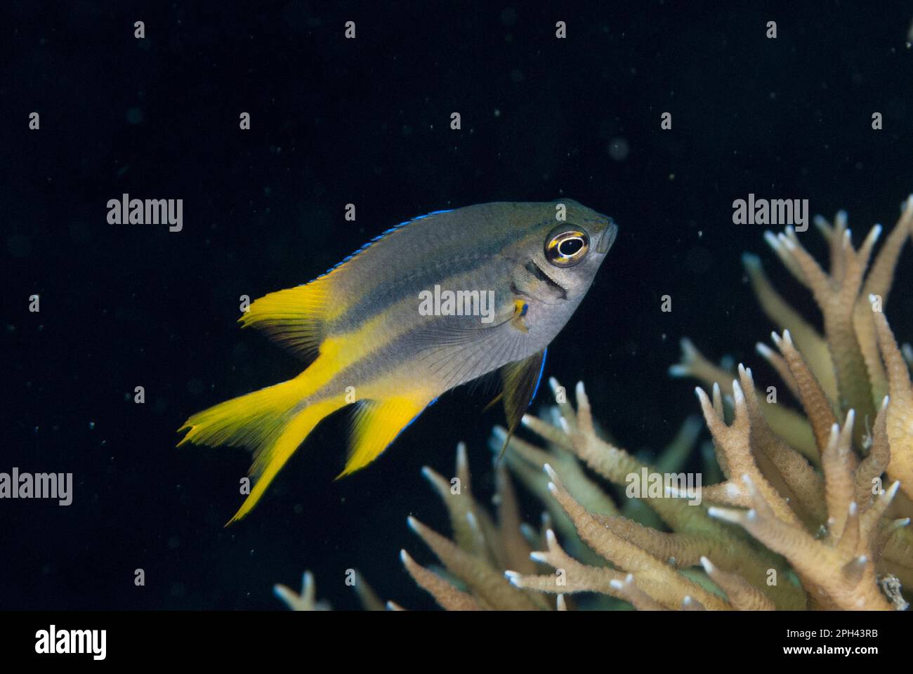 Yellowtail Damsel (Neoglyphidodon nigroris) juvenile, swimming over