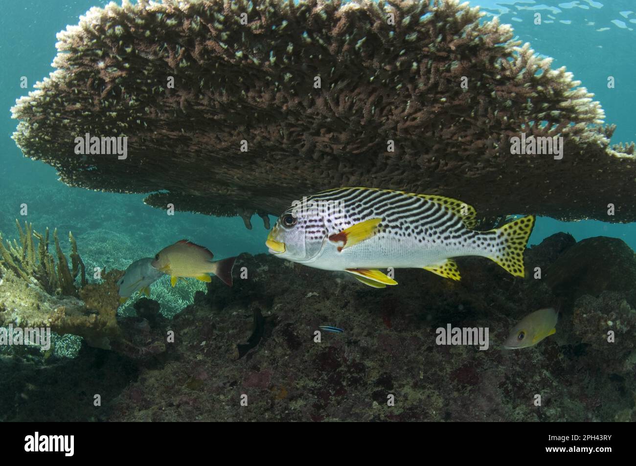 Diagonal-banded sweetlip (Plectorhinchus lineatus) adult, sheltering under table coral (Acropora clathrata) on reef, Sipadan Island, Sabah, Borneo Stock Photo