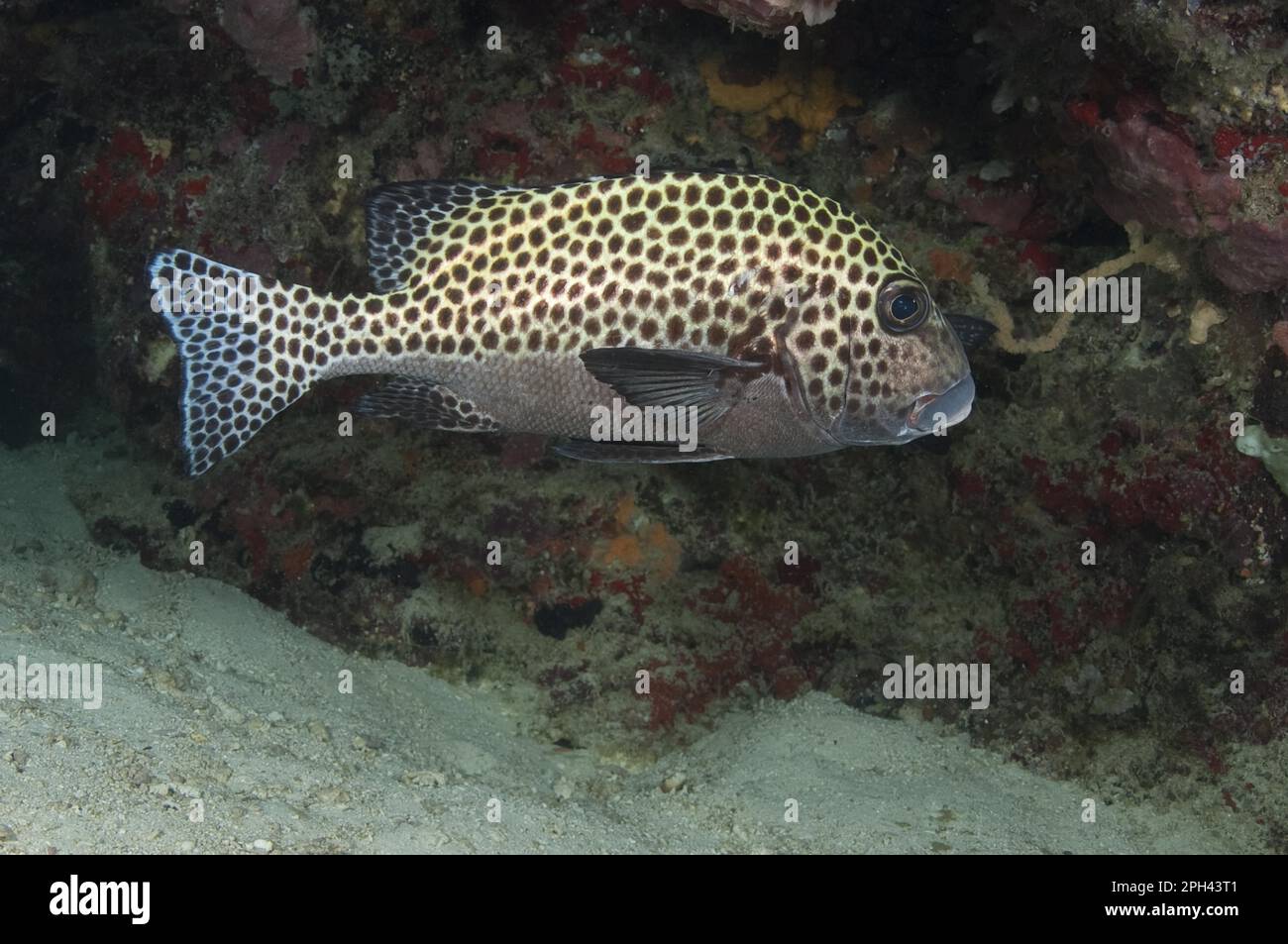Harlequin Sweetlips (Plectorhinchus), Harlequin sweetlips, Other animals, Fishes, Perch-like, Animals, Many-spotted Sweetlips ch Stock Photo