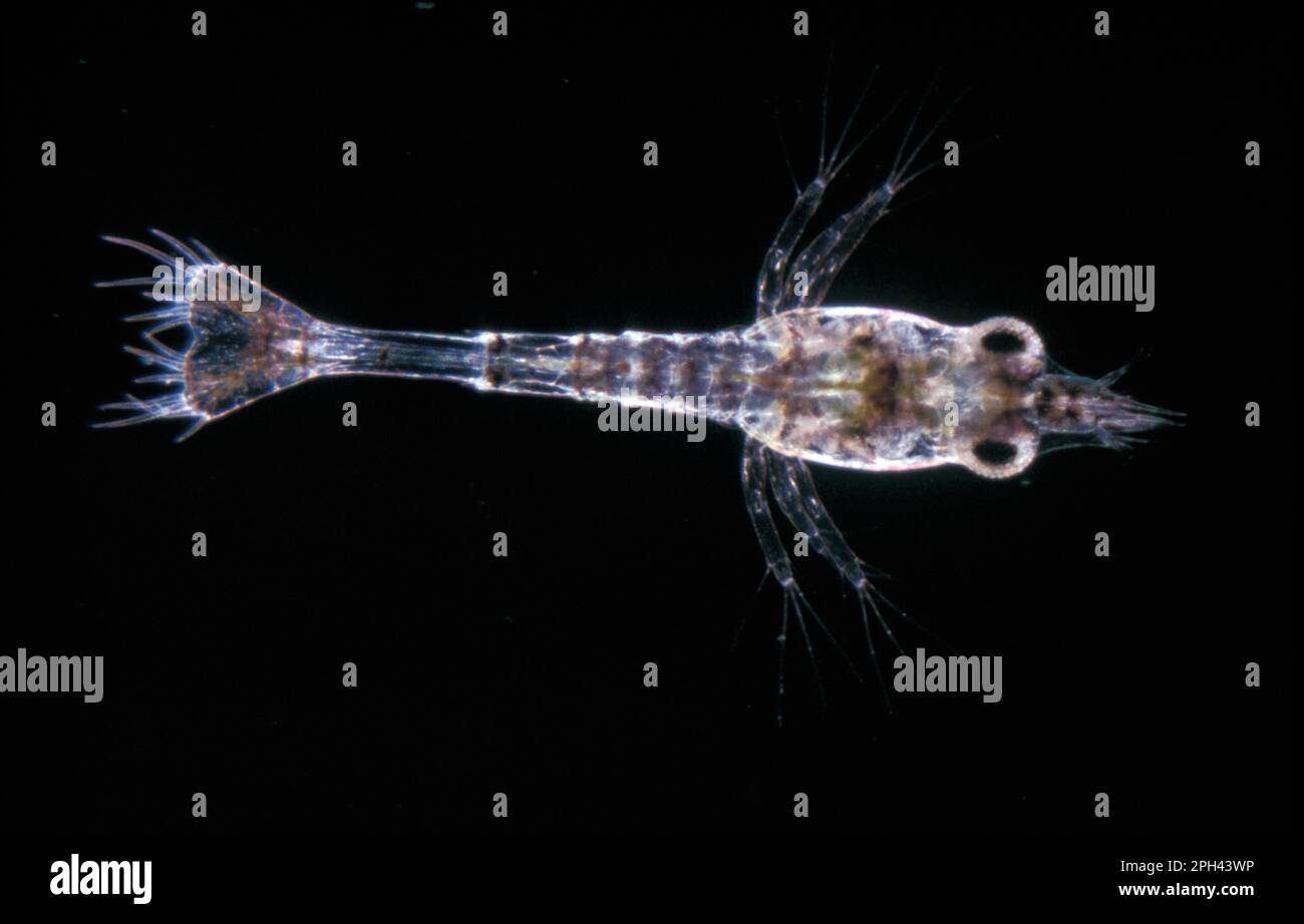 Shrimp (Crangon vulgaris) 1st larva, x 9 Stock Photo