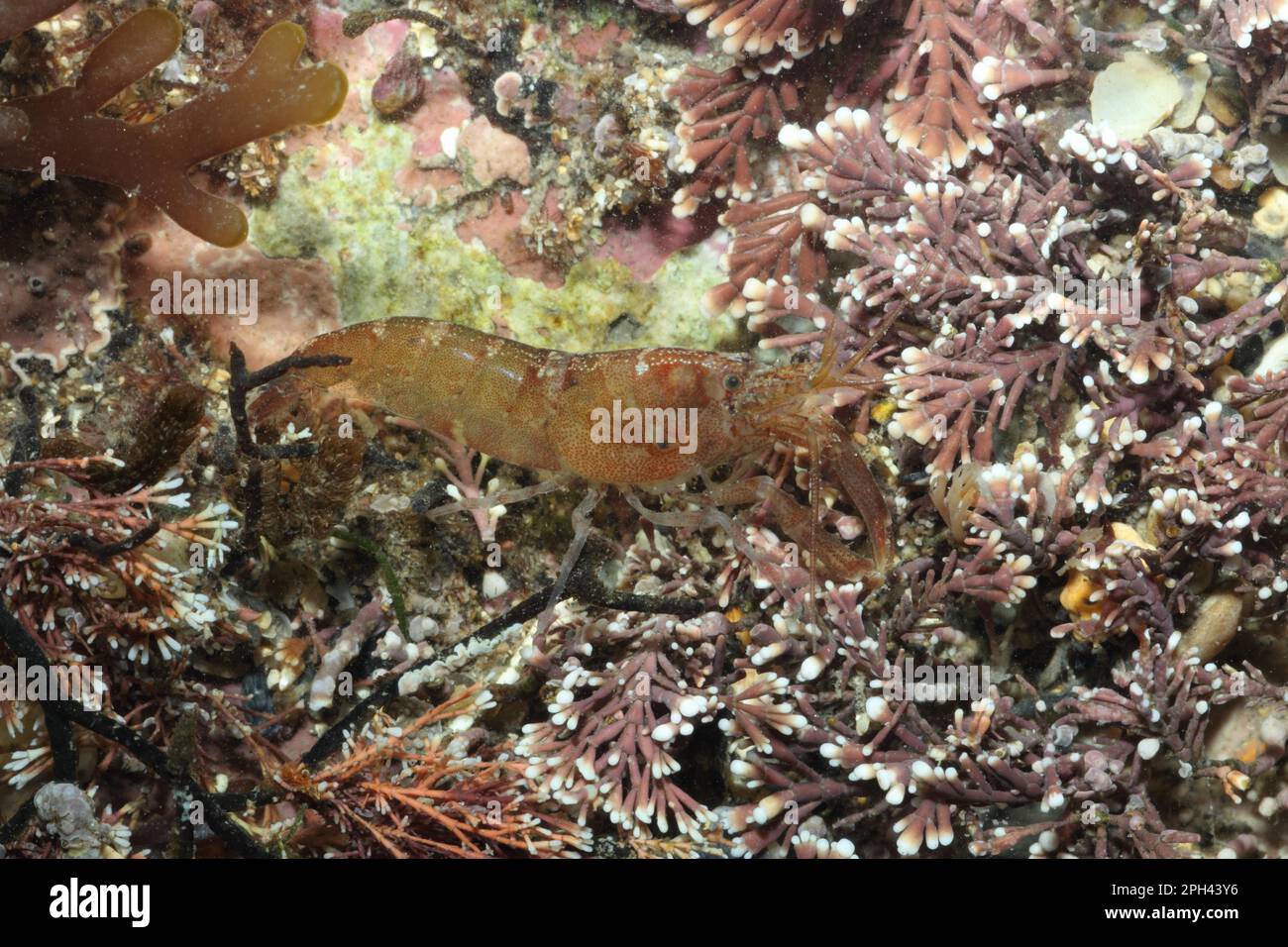 Other animals, crustaceans, crustaceans, animals, Hooded Shrimp (Athanas nitescens) adult, in pool, Kimmeridge, Dorset, England, United Kingdom Stock Photo