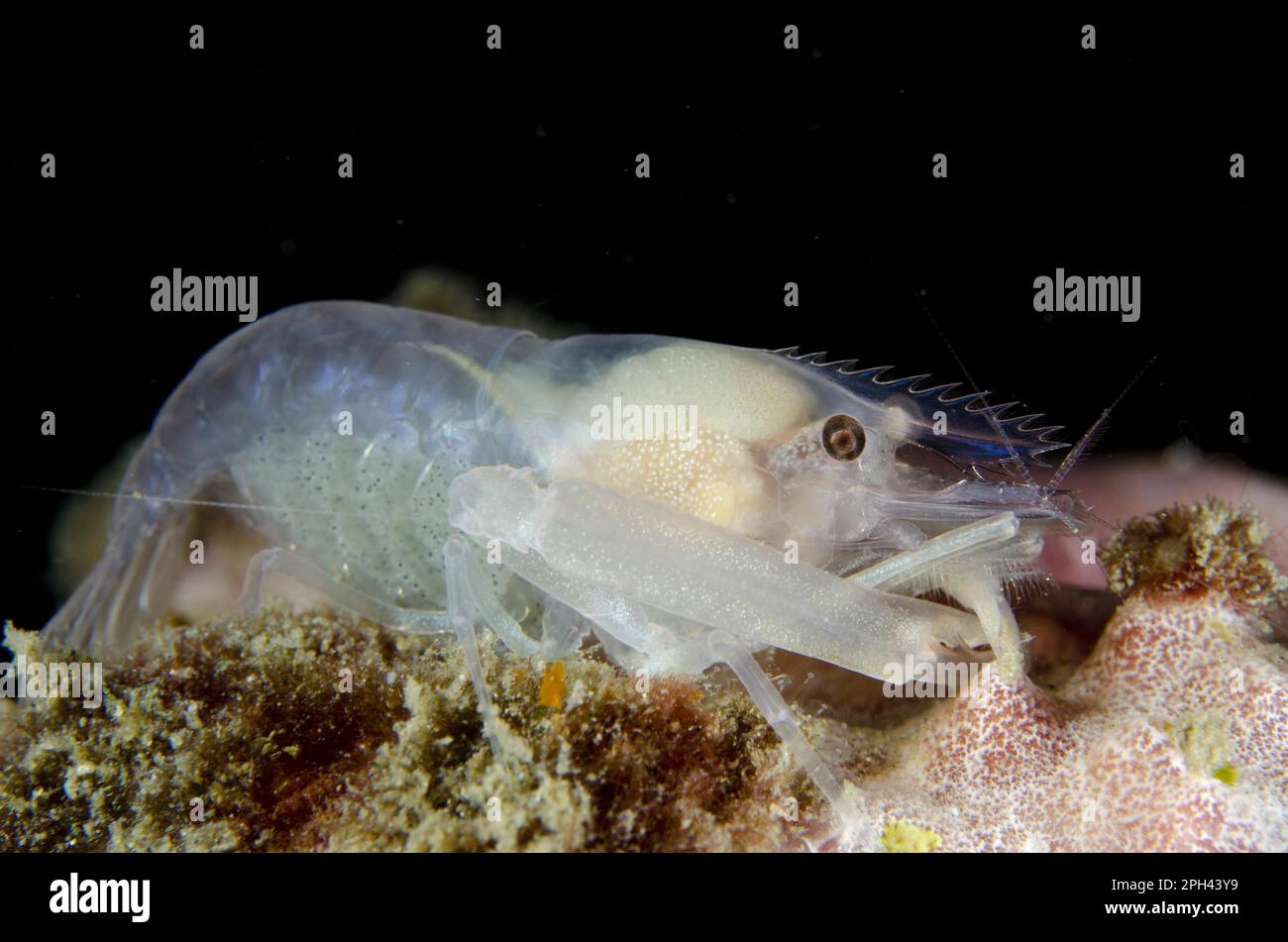 Sponge-dwelling Snapping Shrimp (Synalpheus sp.) adult, Lembeh Straits, Sulawesi, Sunda Islands, Indonesia Stock Photo