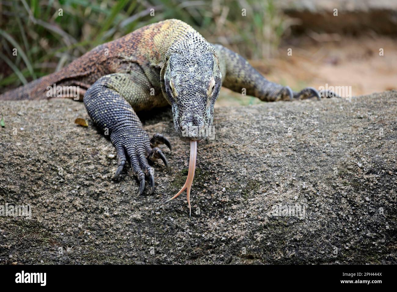 Komodo dragon (Varanus komodoensis), Sgapur, adult on rock foraging, in captivity, Singapore Stock Photo