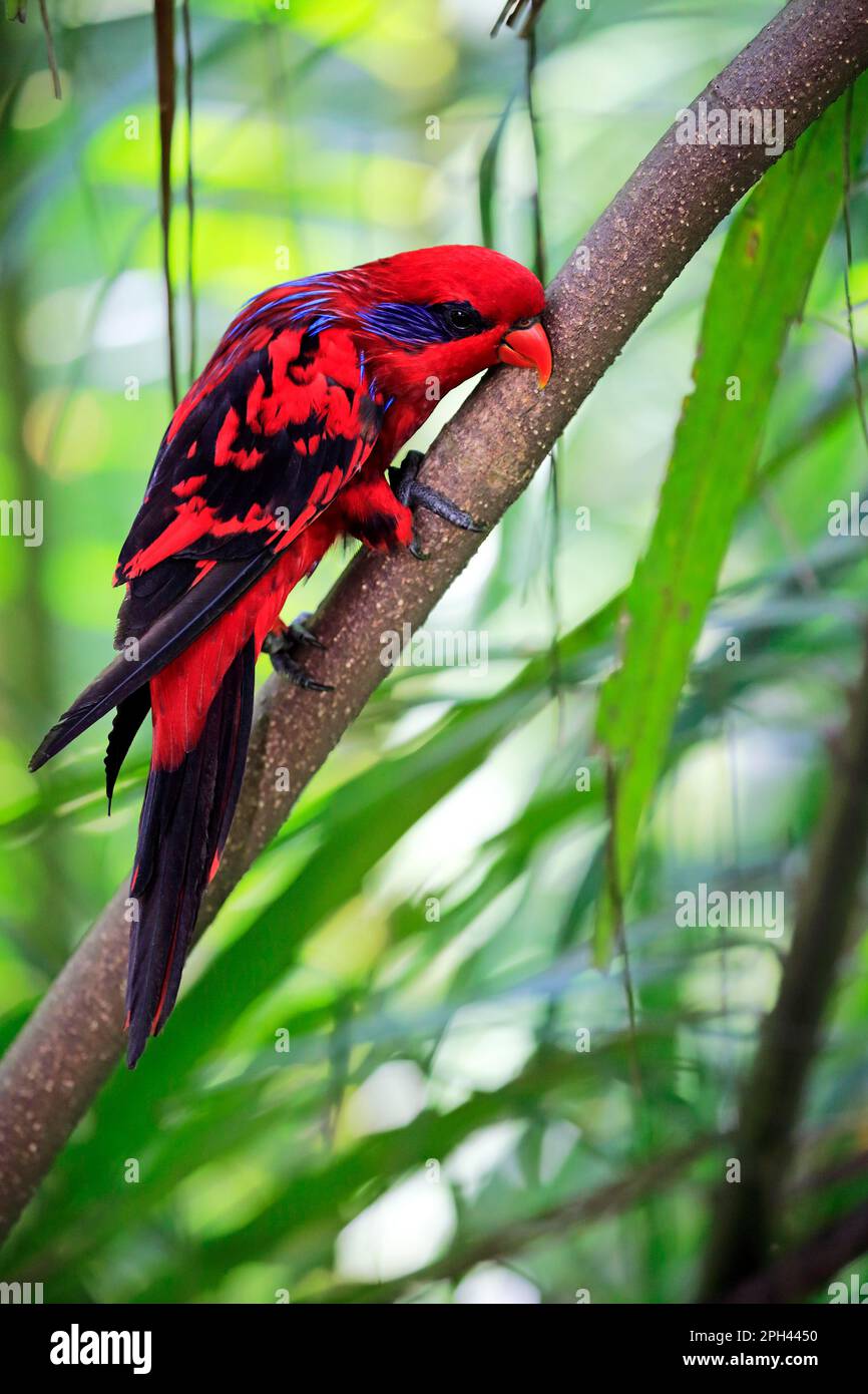 Blue Streaked Lory, Blue necked Lory, adult on tree, Indonesia, Asia (Eos reticulata) Stock Photo