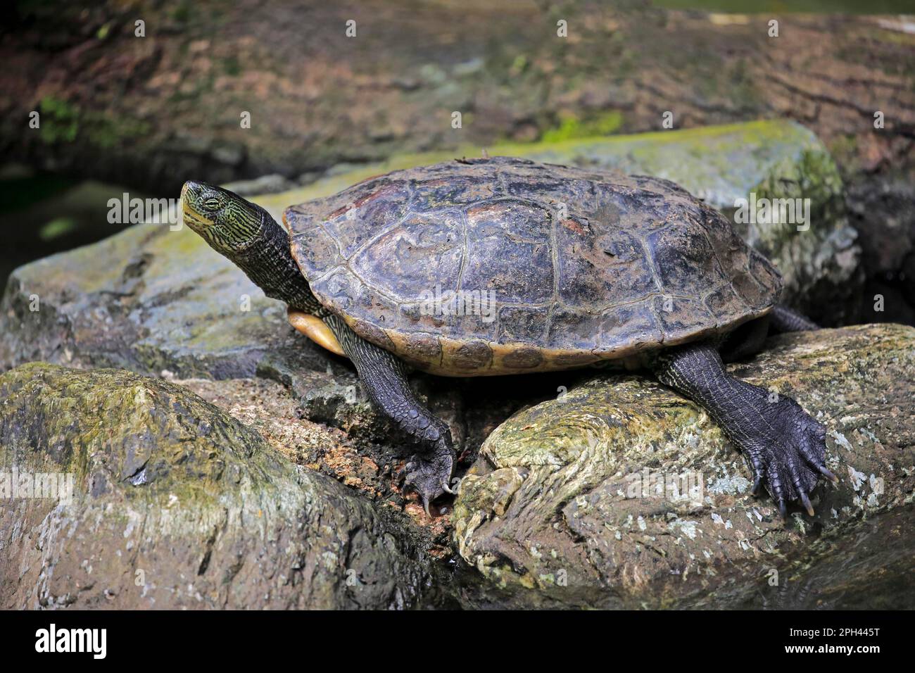 Chinese strip-necked turtle, adult, chinese stripe-necked turtle (Ocadia sinensis), China Stock Photo