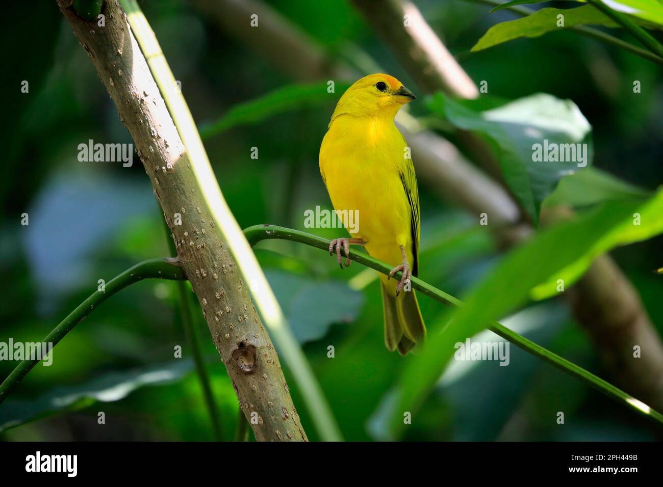 Saffron Finch (Sicalis flaveola), adult female on tree, South America