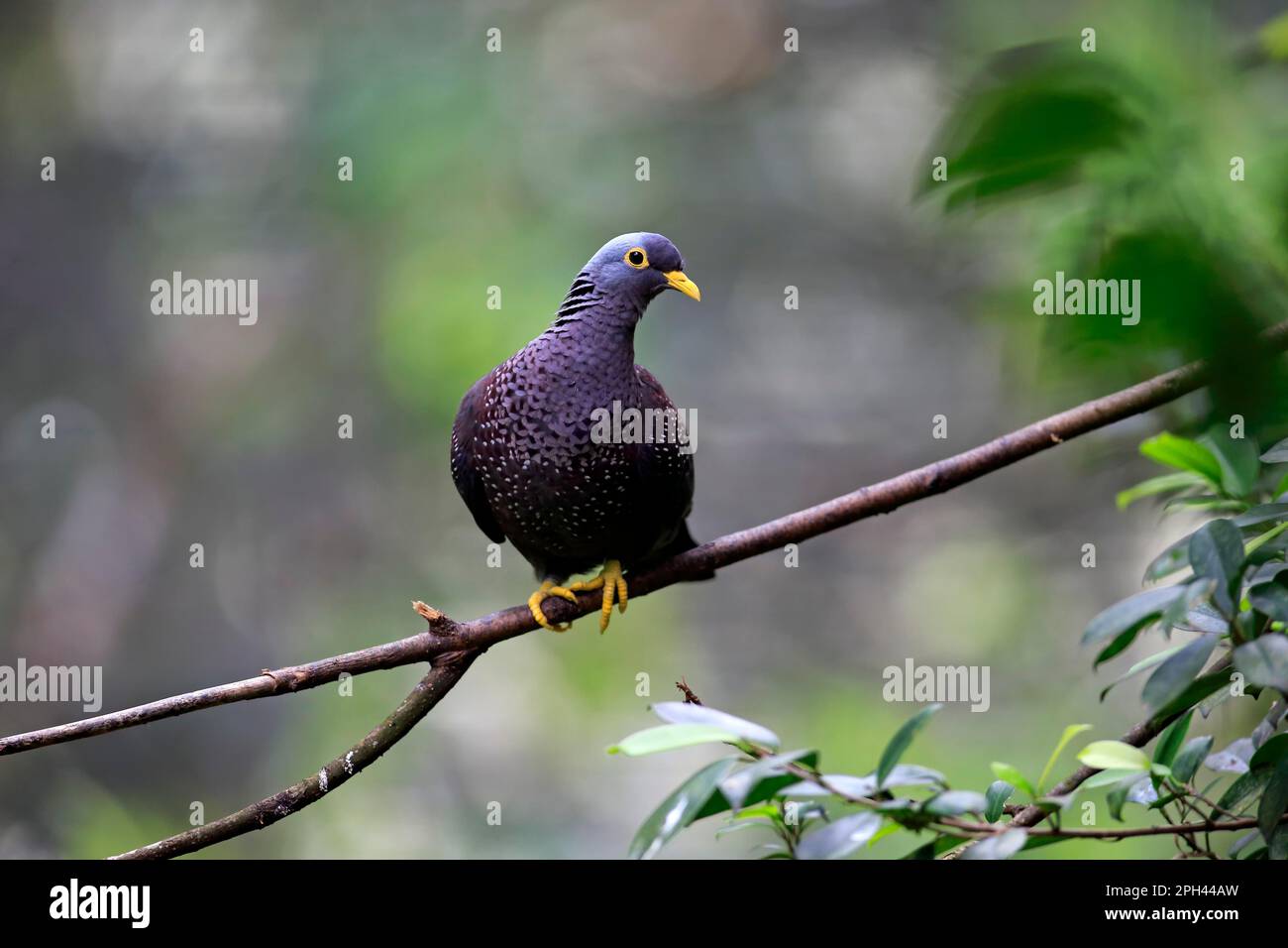 African Olive Pigeon (Columba arquatrix), adult on tree, captive, Singapore, Asia Stock Photo