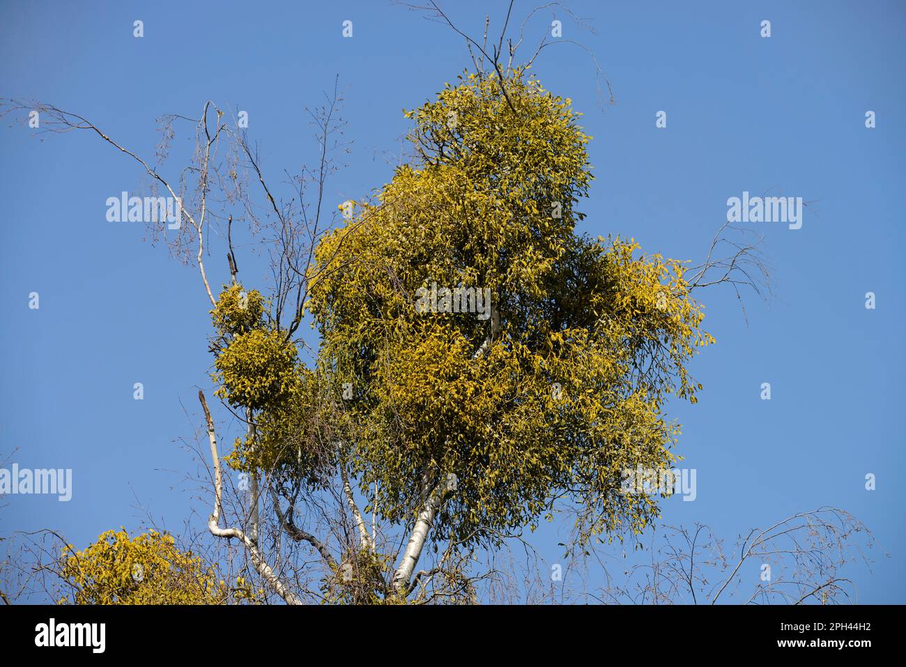 European mistletoe (Viscum album) Stock Photo
