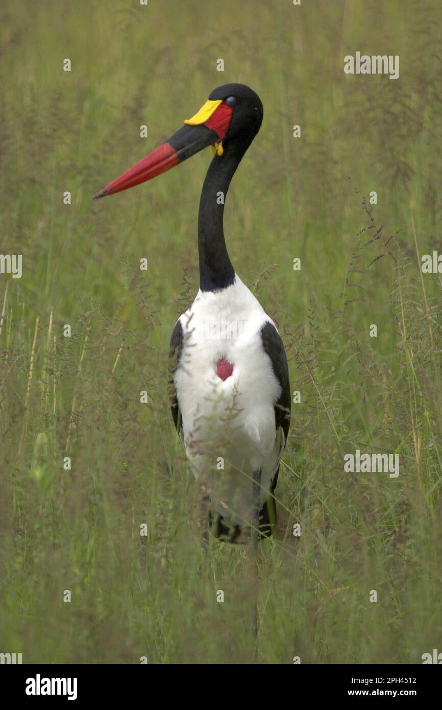 Bill stork hi-res stock photography and images - Alamy