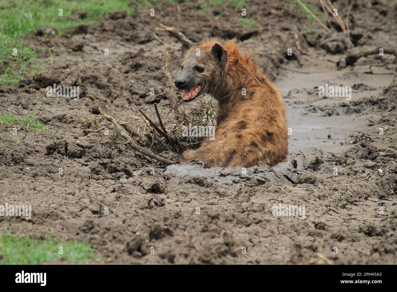 Spotted hyena Stock Photo