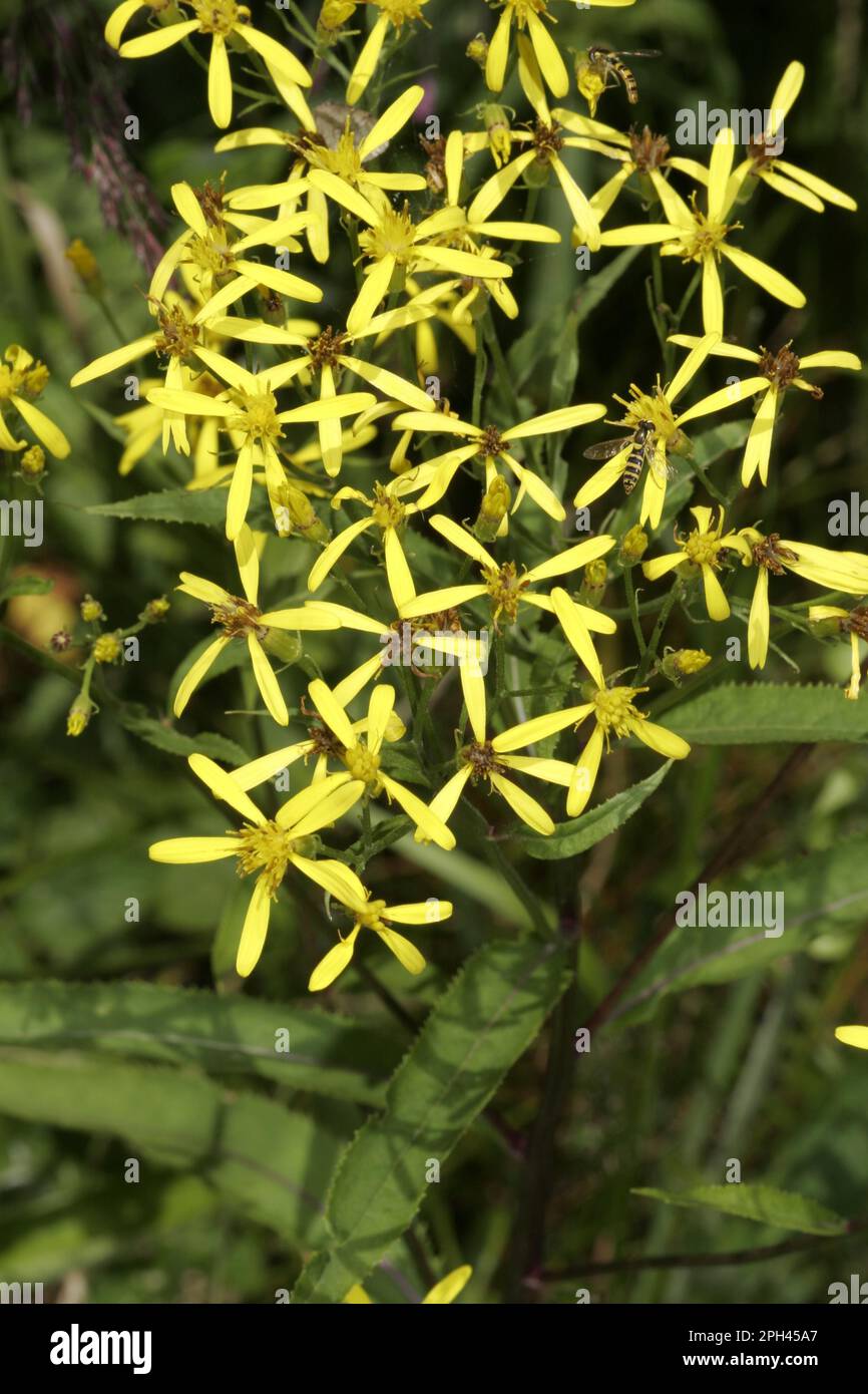 Wood ragwort hi-res stock photography and images - Alamy