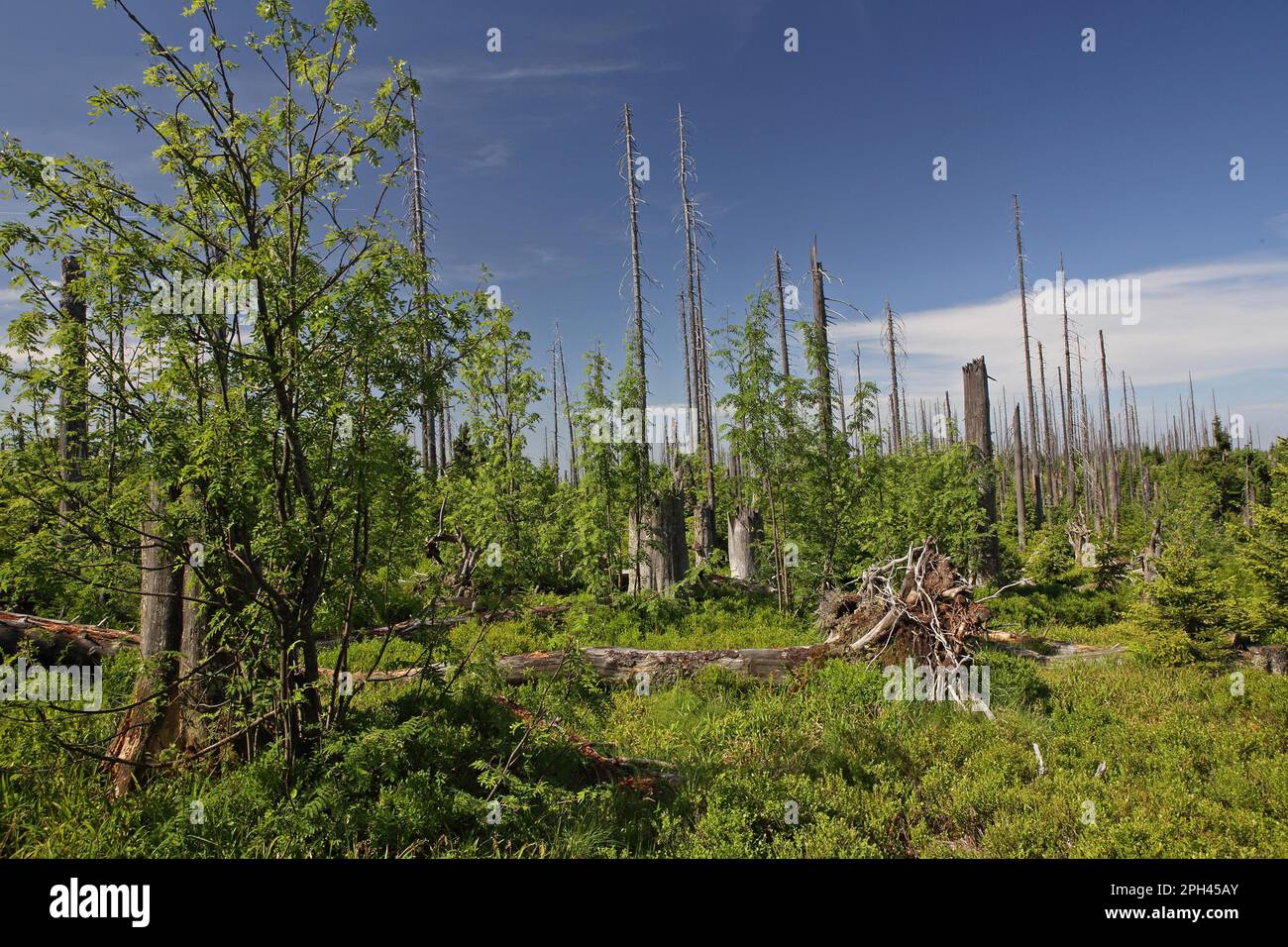 Natural Reforestation Example Natural reforestation on the Lusen, Bavarian Forest National Park ...