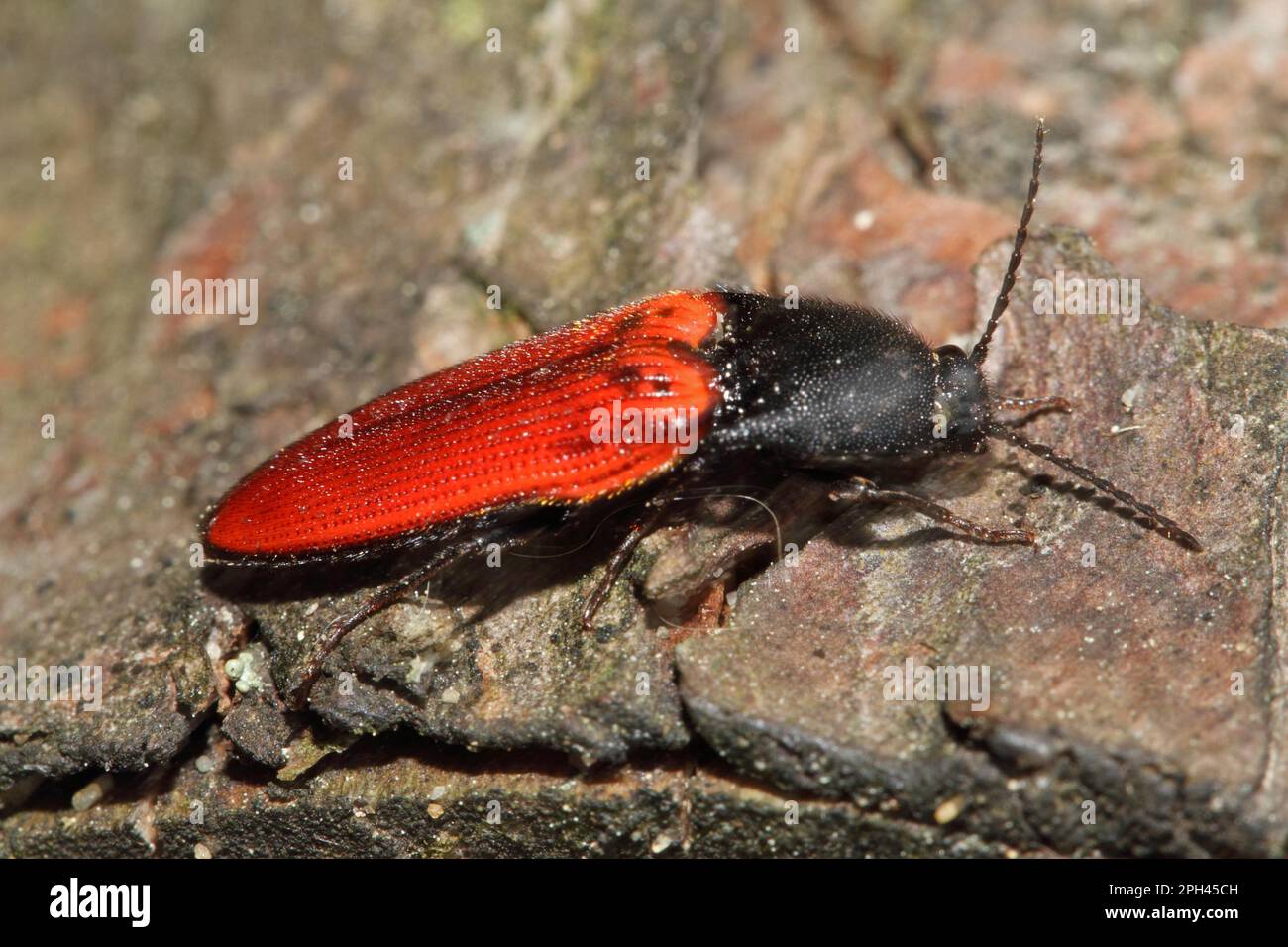 Blood red click beetle Stock Photo