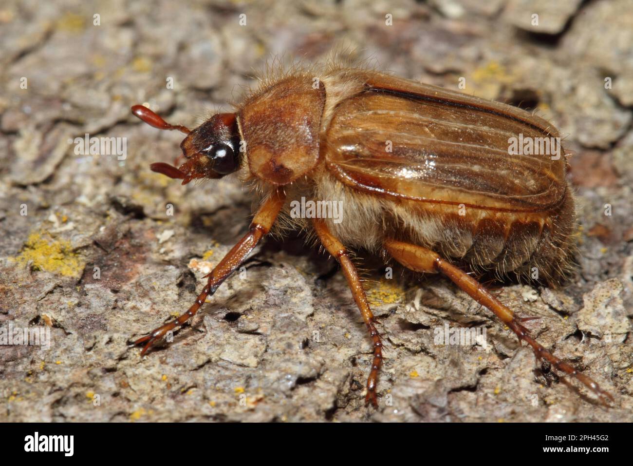 Riped Ground Beetle Stock Photo