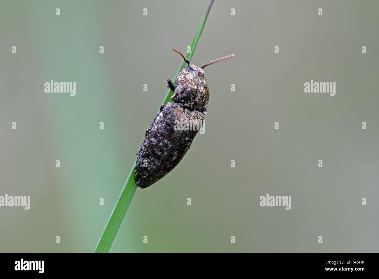 Click beetle, Agrypnus murinus Stock Photo