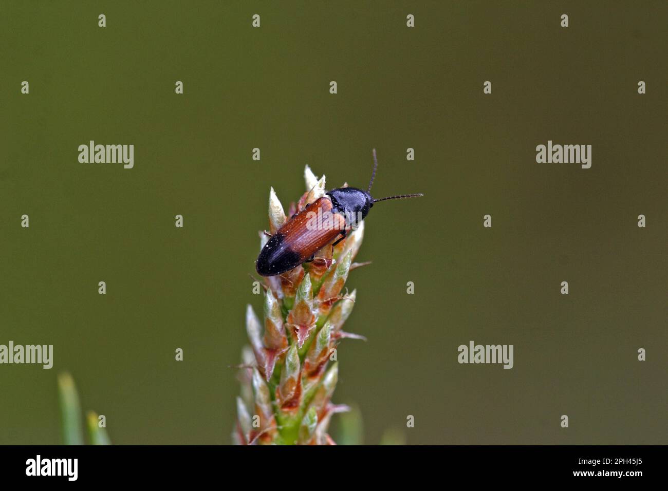 Girdled click beetle, Ampedus balteatus Stock Photo