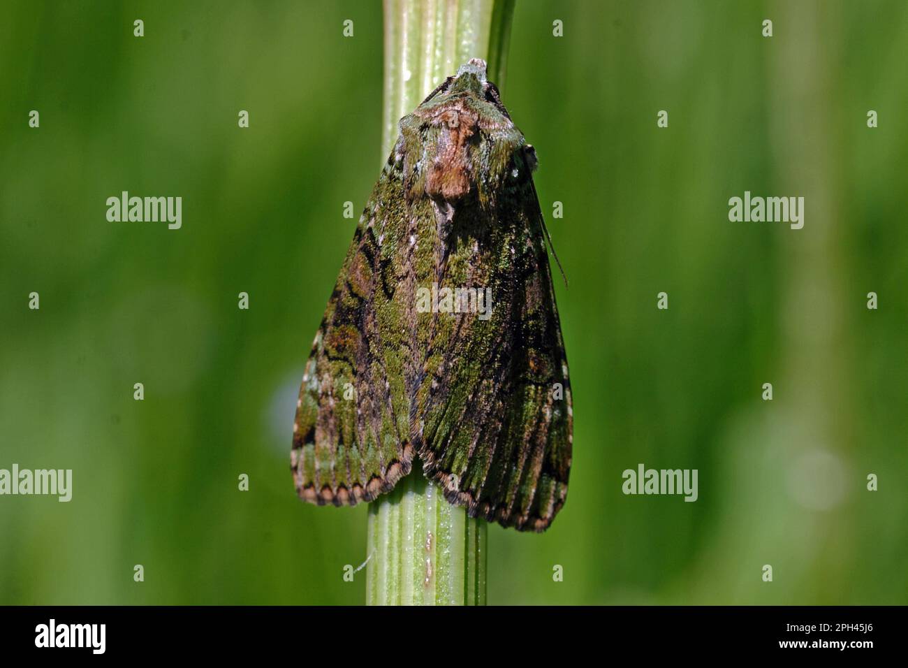 Green bilberry owl Stock Photo