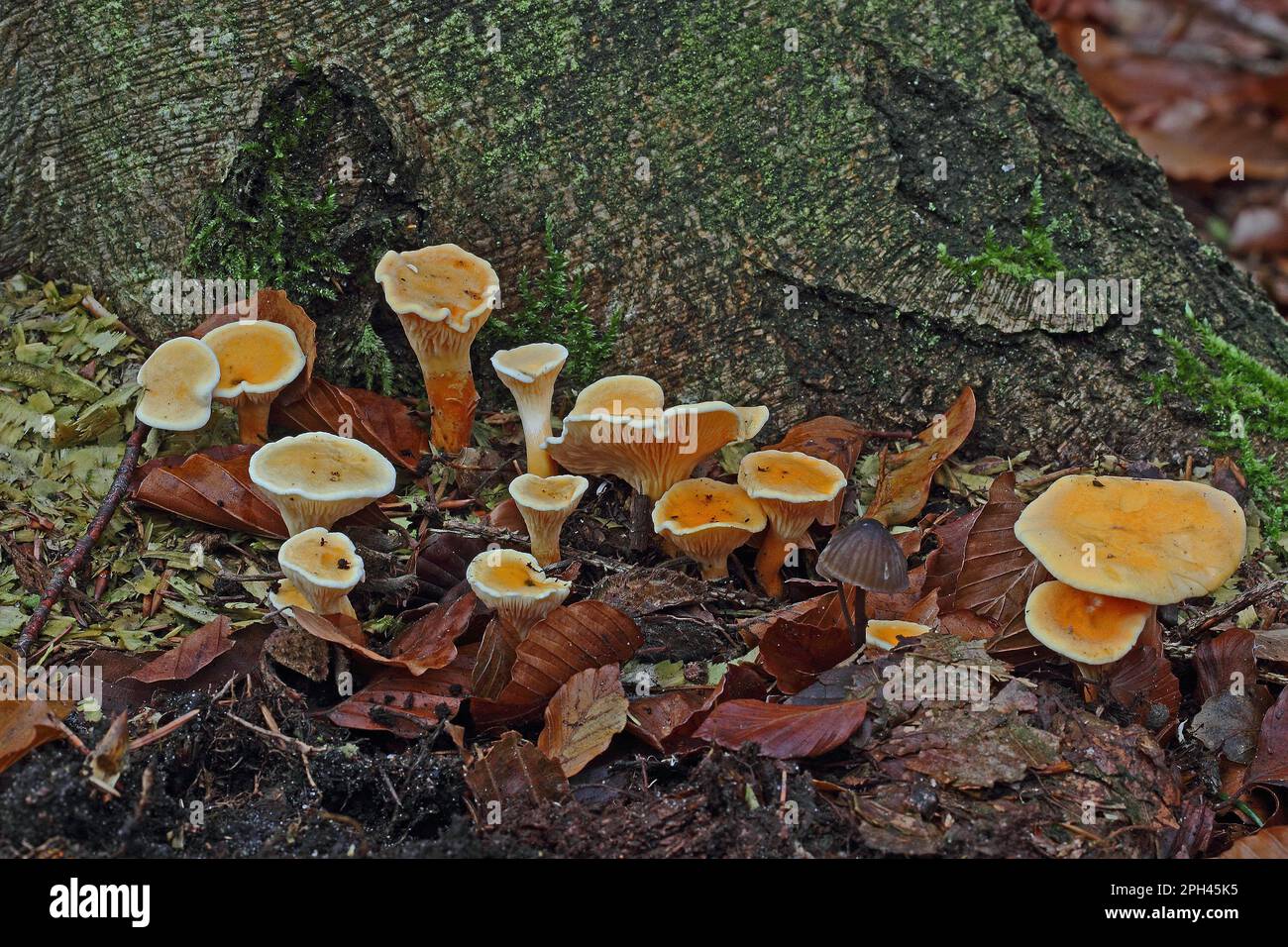 False chanterelle Stock Photo