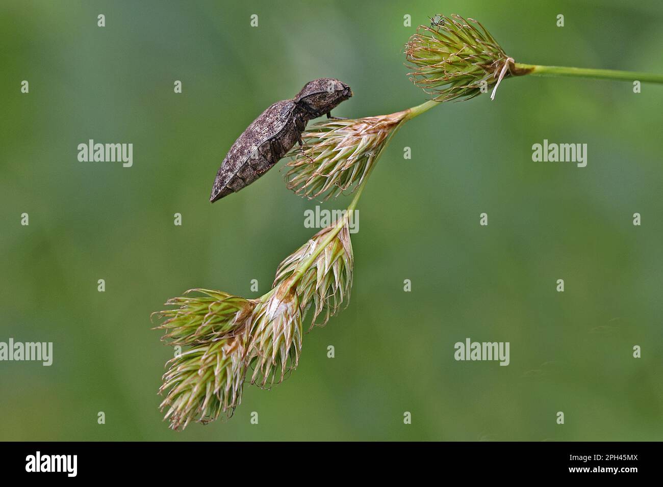 Click beetle, Agrypnus murinus Stock Photo