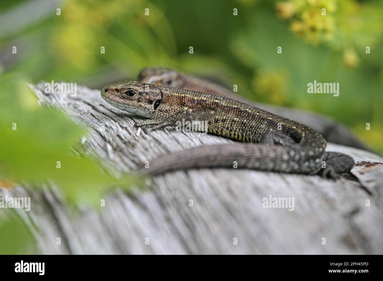 Viviparous lizard adult hi-res stock photography and images - Alamy