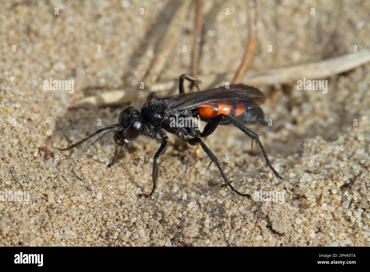 Spring Wasp Black banded spider wasp hi-res stock photography and images - Alamy
