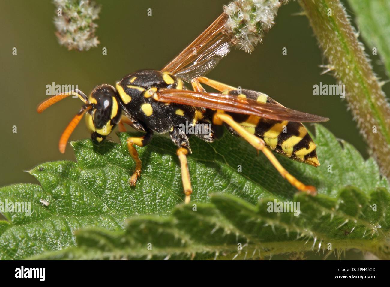 European Paper Wasp Stock Photo Alamy