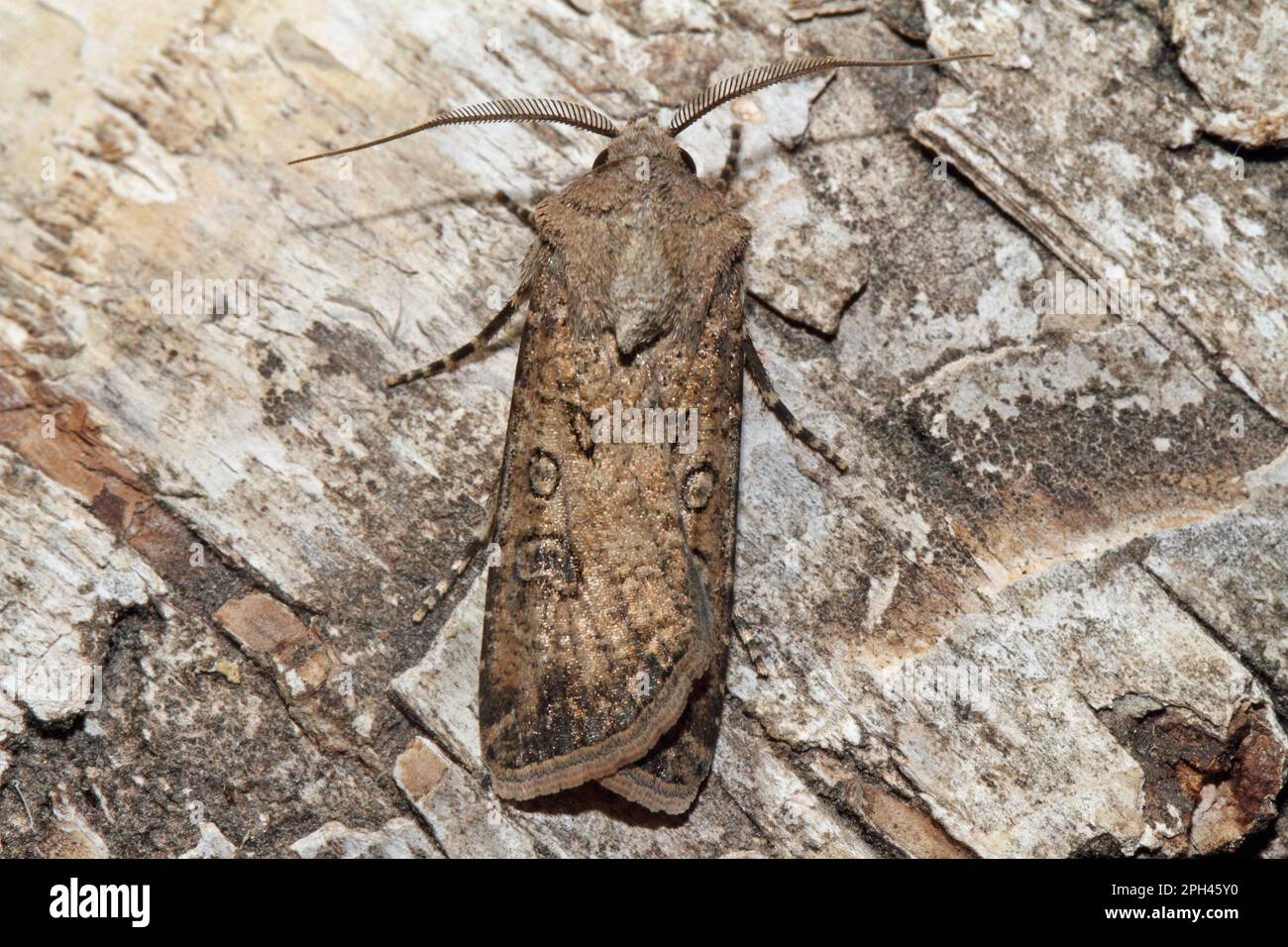Turnip moth hires stock photography and images Alamy