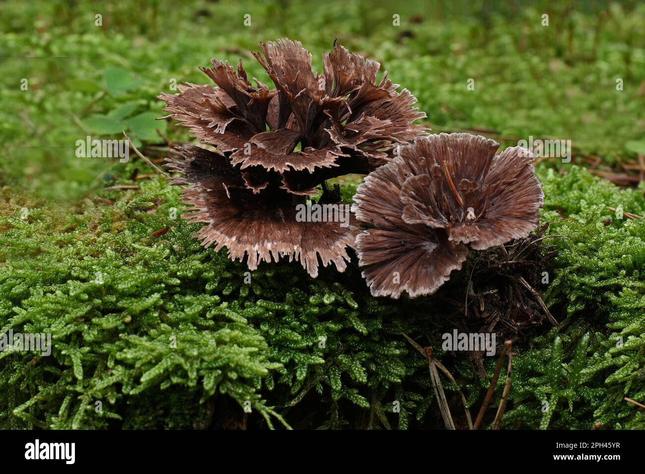 Carnation wart fungus Stock Photo