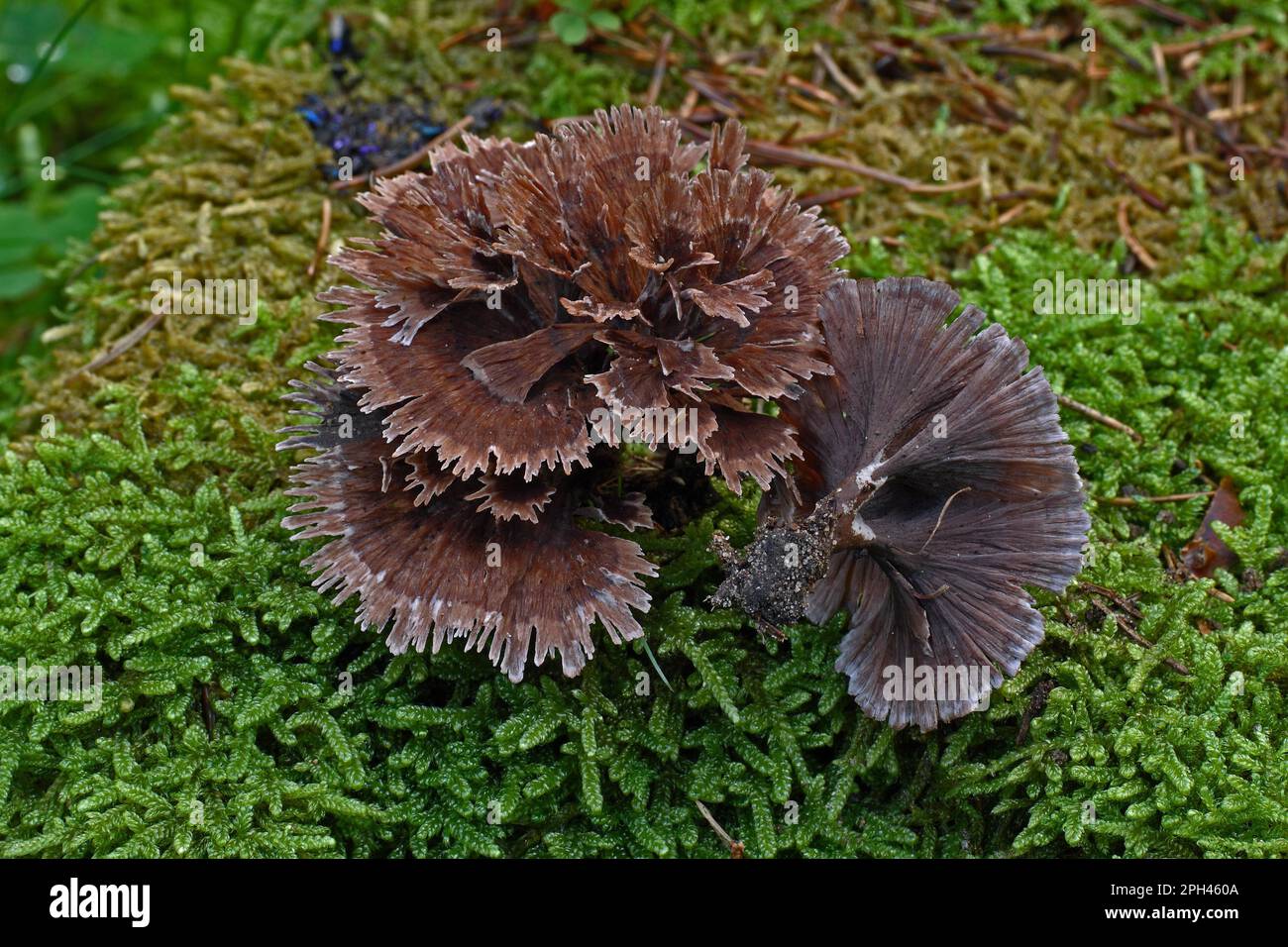 Carnation wart fungus Stock Photo