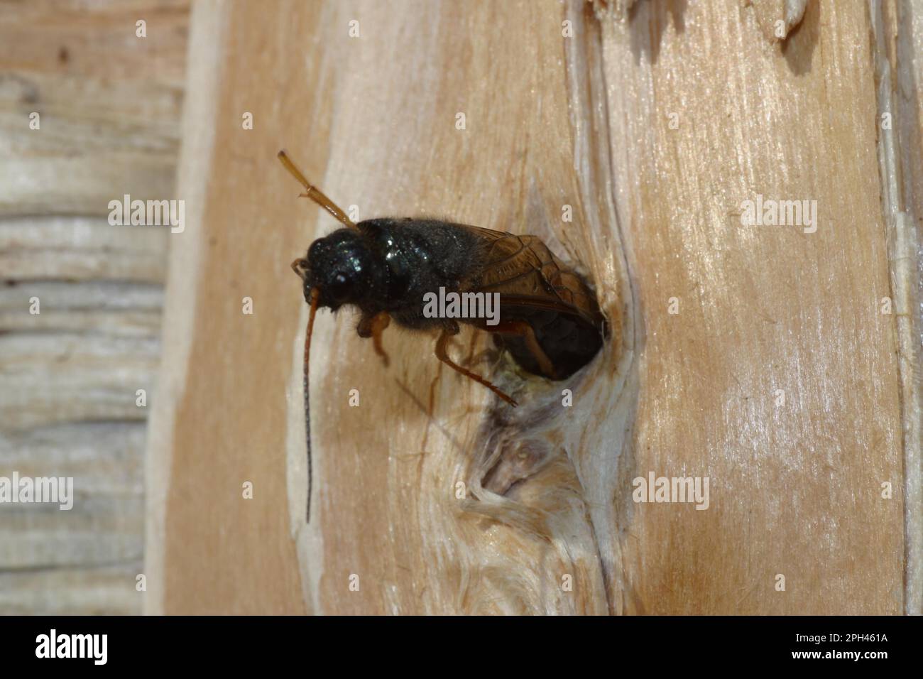 European wood wasp Stock Photo