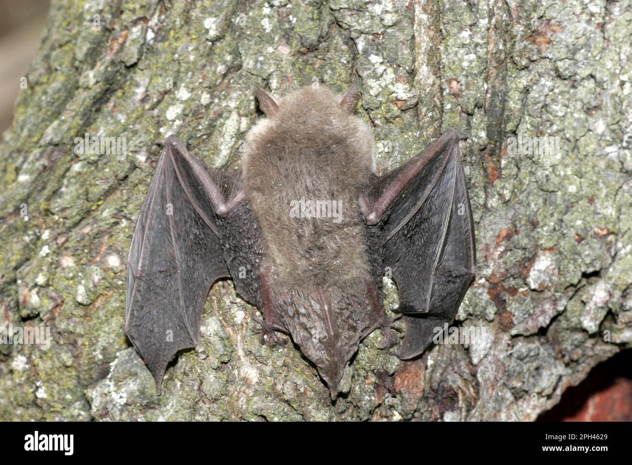 Water bat Stock Photo