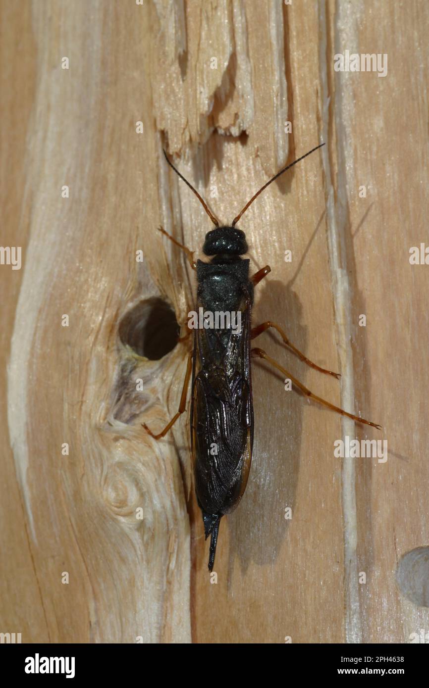 European wood wasp Stock Photo