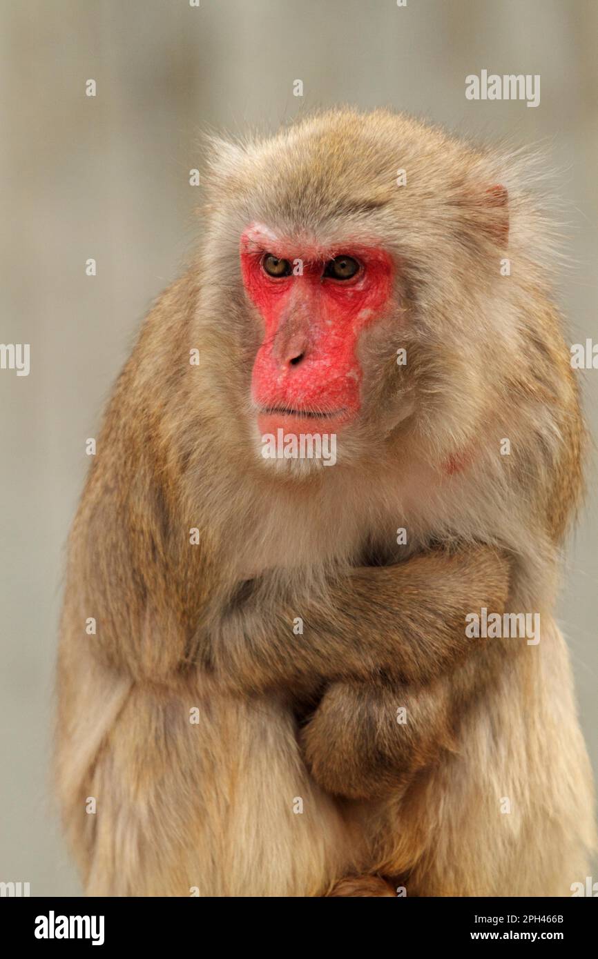 Red-faced macaque Stock Photo