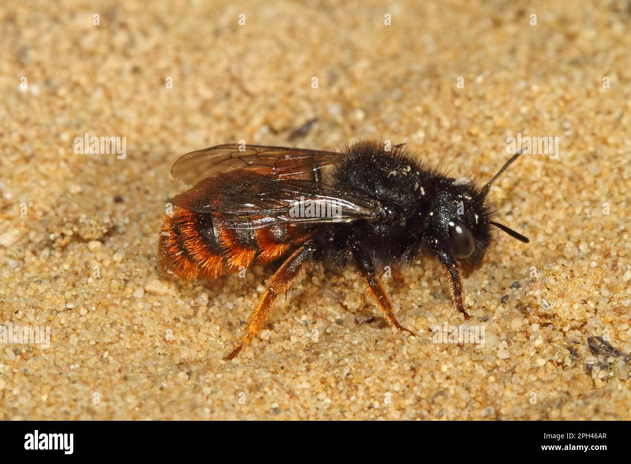 Bicoloured mason bee, Osmia bicolor Stock Photo