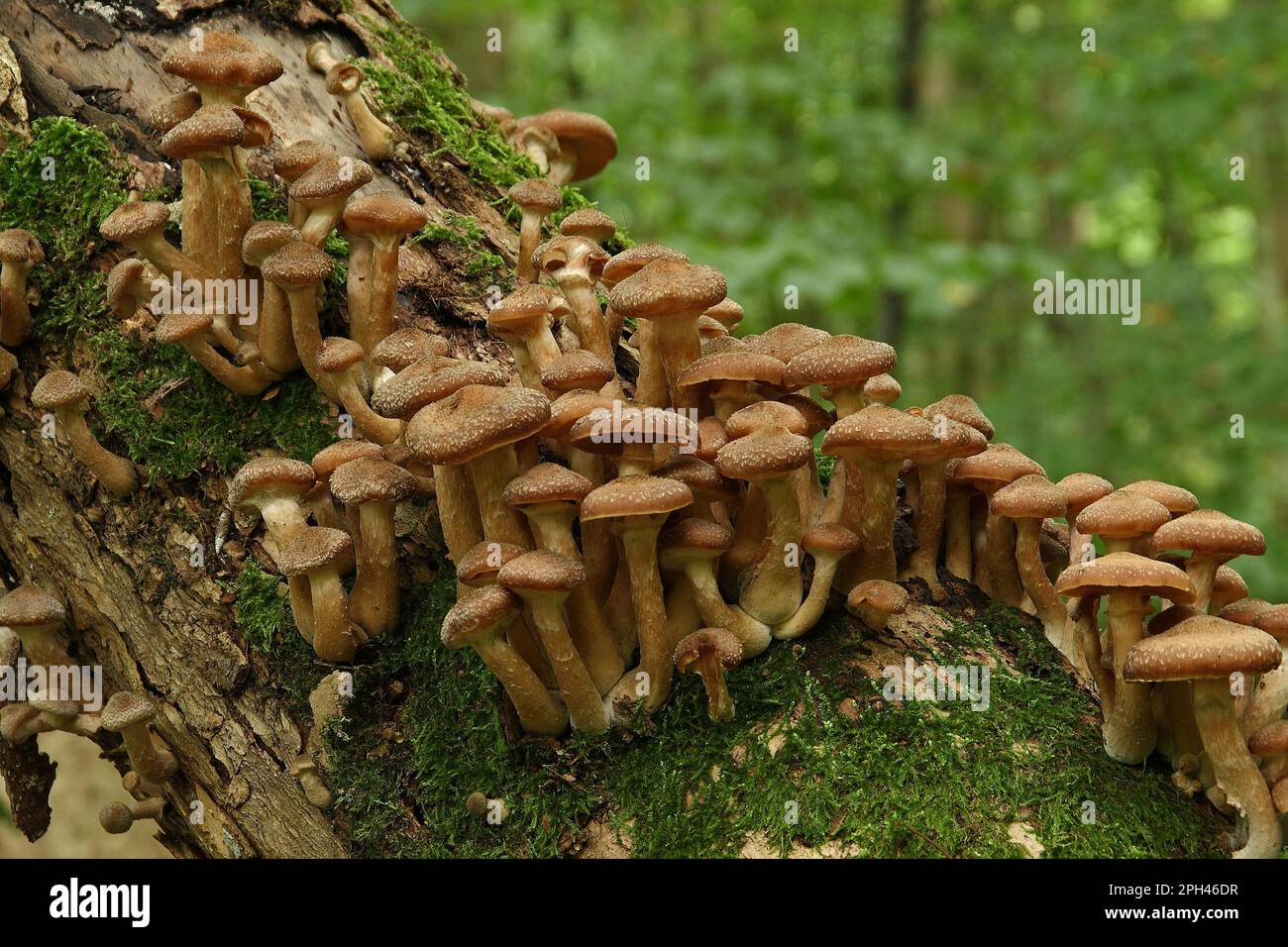 Honey mushroom (Armillaria) solidipes Stock Photo