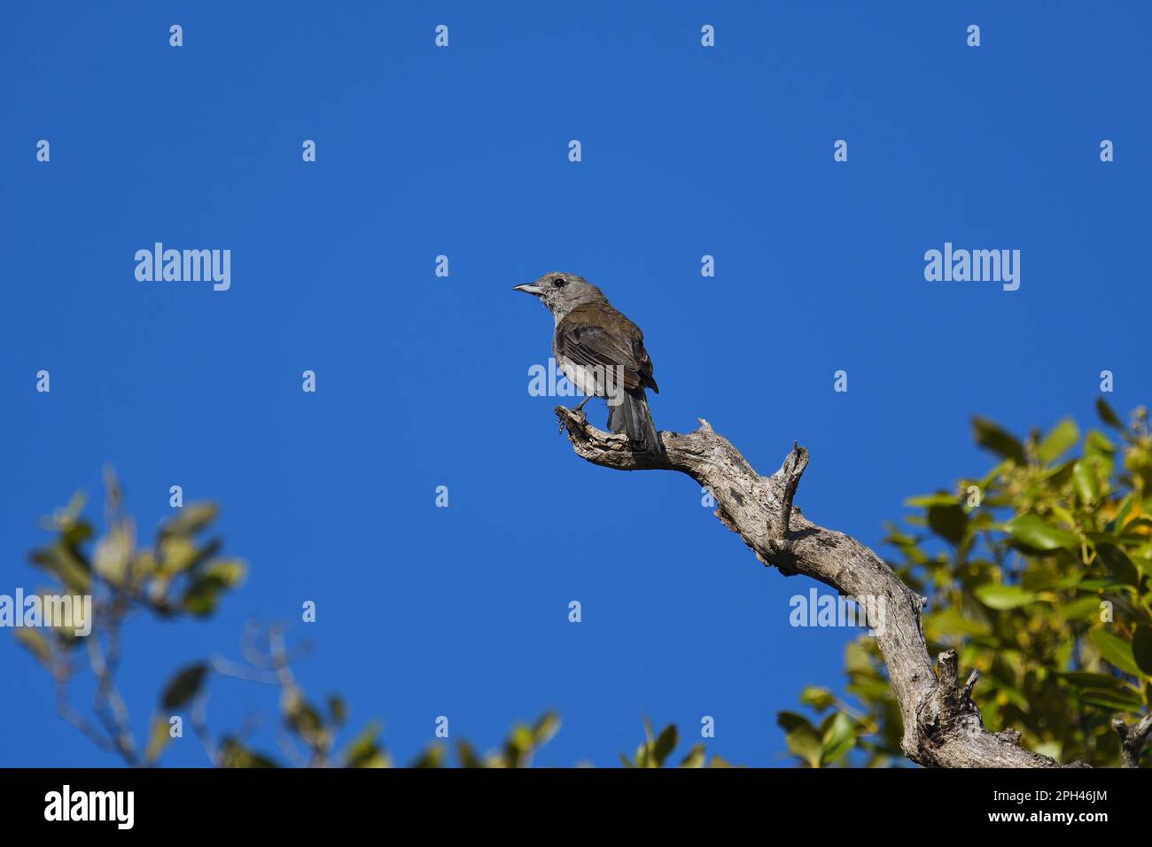 An Australian adult female Grey Shrike-thrush -Colluricincla harmonica- bird perched on a branch looking over its shoulder in morning light Stock Photo