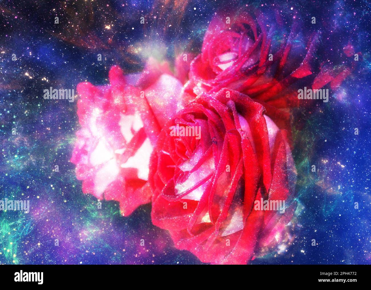 Red rose flower over starry space background, illustration, photo manipulation. Stock Photo