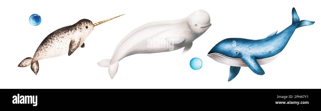 Watercolor narwhal with long tusk, blue whale and beluga isolated on white background. Hand painting realistic Arctic and Antarctic ocean mammals. For Stock Photo