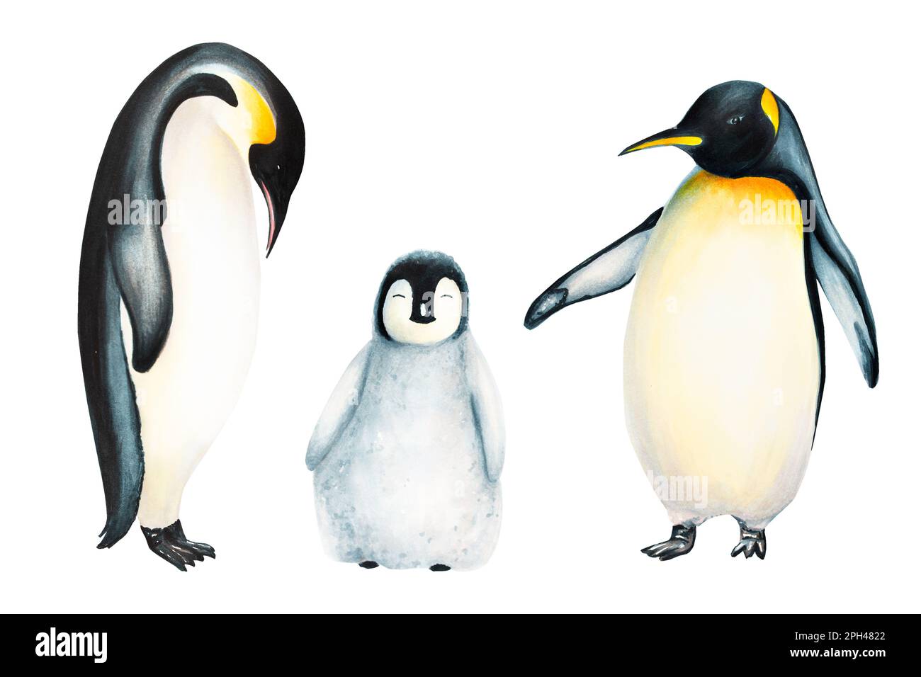 Watercolor king penguin family isolated on white background. Hand painting realistic Arctic and Antarctic ocean mammals. For designers, decoration Stock Photo