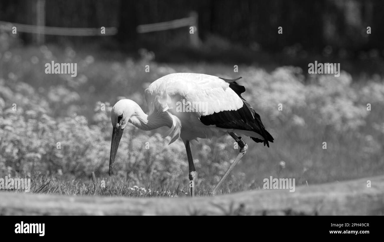 Portrait of a stork with lowered head and beak and bird banding in black and white Stock Photo