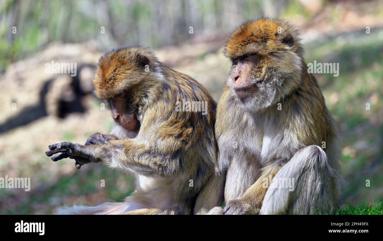 Two Barbary apes , one lusts his own arm, the other watches him do it Stock Photo