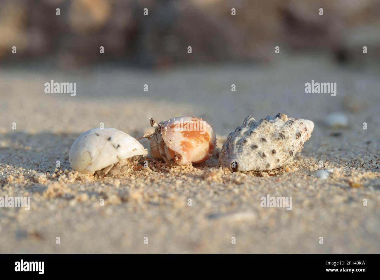 Hermit crab looks curious in a shell on the beach Stock Photo - Alamy