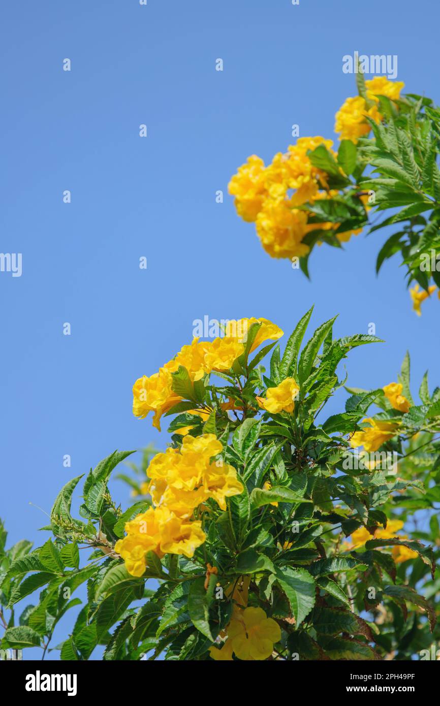 Blooming yellow trumpetbush (Tecoma stans). Stock Photo